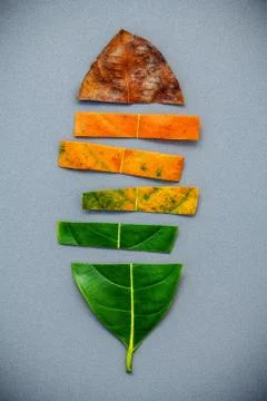 Leaves of different age of jack fruit tree on gray background. Ageing  and se Stock-Fotos