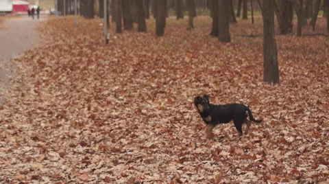 Leaves, dogs Stockbeeldmateriaal 43955586