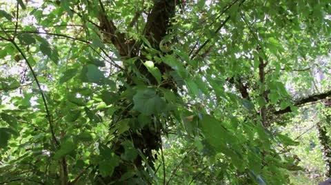 Leaves Dolly Movement Stock Footage 12253837