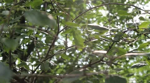 Leaves dolly shot Stock Footage 12345276