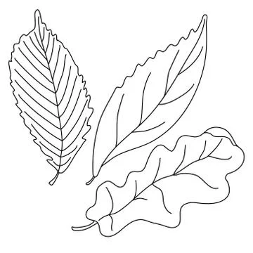 Leaves in doodle style. Stock Illustration