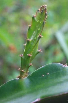 Leaves of dragon fruit tree with drop water Stock Photos