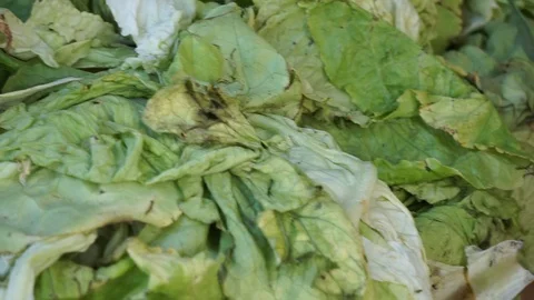 Leaves of dried lettuce in a box Stock Footage 90969757