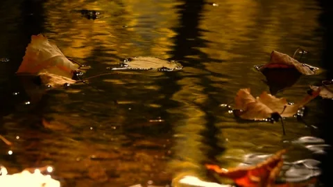 Leaves Drifting Over the Forest Stream 動画素材 285814215