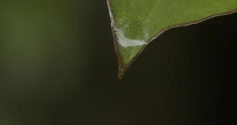 Leaves dripping Video stock 150671916