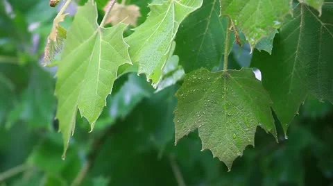 Leaves dripping rain from spring shower Stock-Footage 11077863