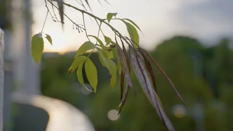 Leaves Drooping in the Sunset 2 Stock Footage 171530950