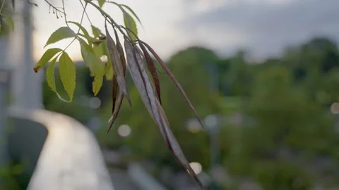 Leaves Drooping in the Sunset 3 Stock Footage 171530951