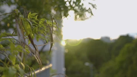 Leaves Drooping in the Sunset Stock Footage 171530683