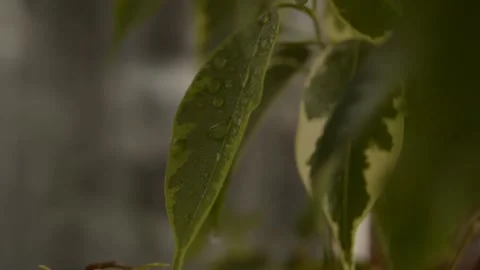 Leaves with a drop of dew Stock Footage 236390516