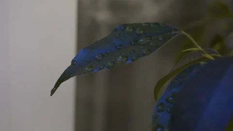 Leaves with a drop of dew Stock Footage 236390535
