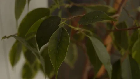 Leaves with a drop of dew Stock Footage 236390536