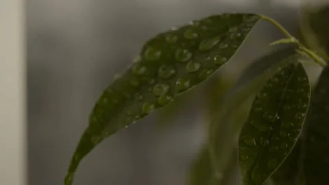 Leaves with a drop of dew Stock Footage 236390538