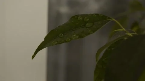 Leaves with a drop of dew Stock Footage 236390542