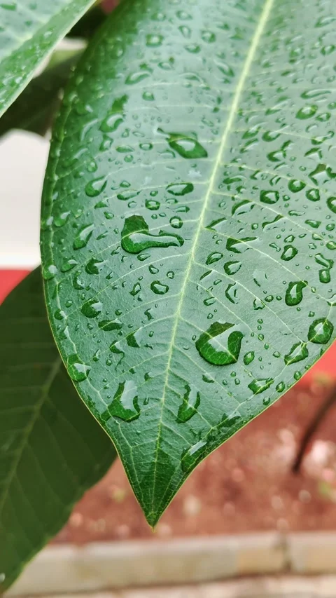 Leaves with drop lets Stock Footage 219562138