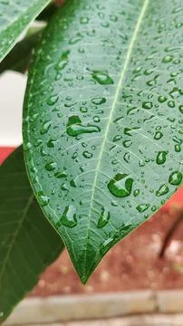 Leaves with drop lets Stockfoto's