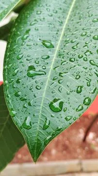 Leaves with drop lets Stockfoto's