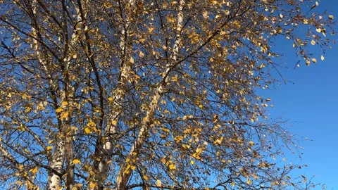 Leaves drop in the wind in autumn Stock Footage 303055401