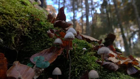 Leaves droping down on a musk and mushrooms Stock Footage 128809690