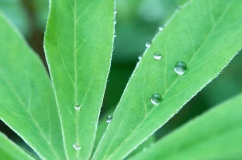 Leaves with droplets Stock Photos