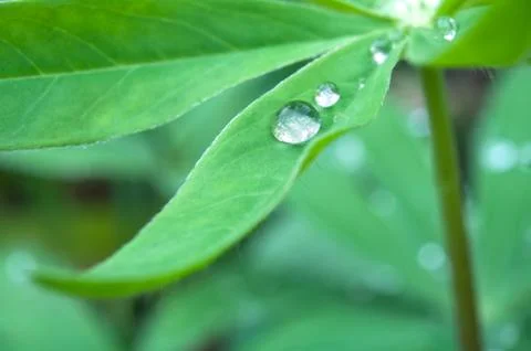 Leaves with droplets Foto stock