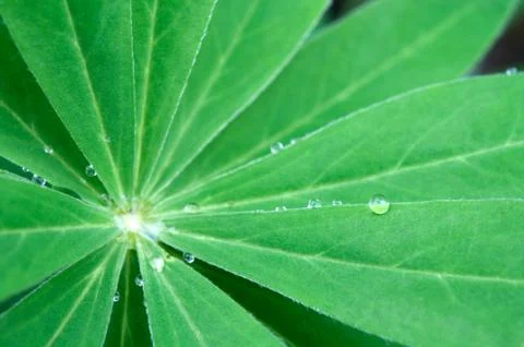 Leaves with droplets Stock Photos