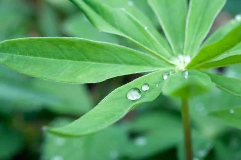 Leaves with droplets Stock Photos