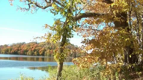 Leaves-dropping-in-fall-on-lake Video stock 12592742