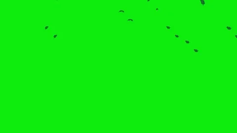 Leaves drops animation Video stock 325212192