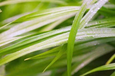 Leaves with drops of dew Foto stock