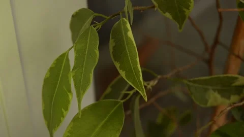 Leaves with   drops Stock Footage 236390529