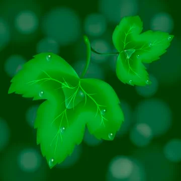 Leaves with drops Stock Illustration