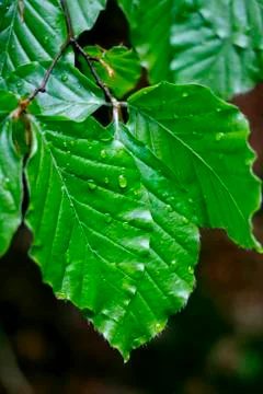 Leaves with drops Stock Photos