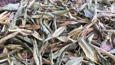 Leaves dry on the ground with camera movement. Stock Footage 88487496