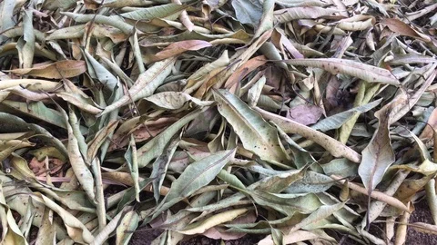 Leaves dry on the ground with camera movement. Stock Footage 88487737