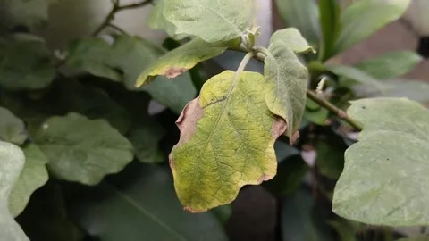 Leaves that dry out at the tips Stock Footage 308771462