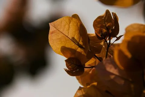 The leaves dry Stock Photos