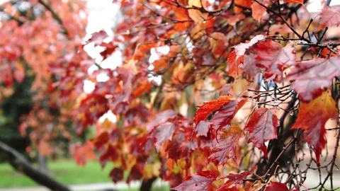 Leaves during rain Stock Footage 84688561
