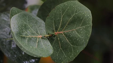 Leaves during rainfall 스톡 동영상 126358622