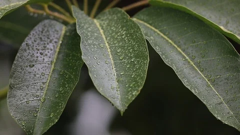 Leaves during rainfall Stock Footage 126358625