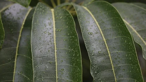 Leaves during rainfall Stock Footage 126358628