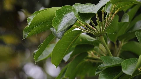 Leaves during rainfall Stock Footage 126358629