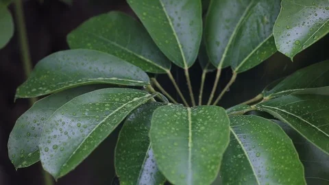 Leaves during rainfall 스톡 동영상 126358728