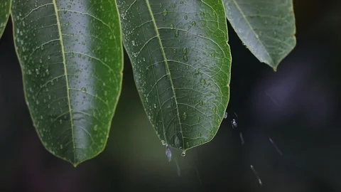 Leaves during rainfall 스톡 동영상 126358730