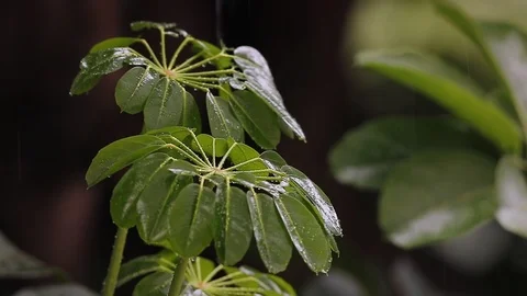 Leaves during rainfall 스톡 동영상 126358731