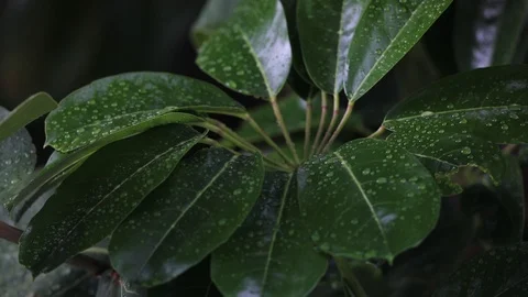 Leaves during rainfall Stock Footage 126358975