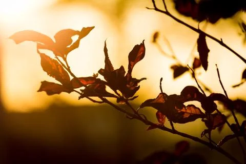 Leaves at dusk Stock Photos