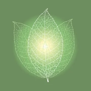 Leaves ecology Stock Illustration