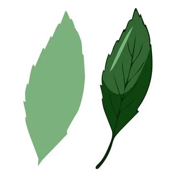 Leaves elements, botanical vector isolated on white background suitable for Stock Illustration