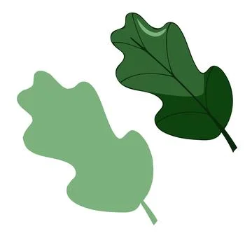 Leaves elements, botanical vector isolated on white background suitable for Stock Illustration